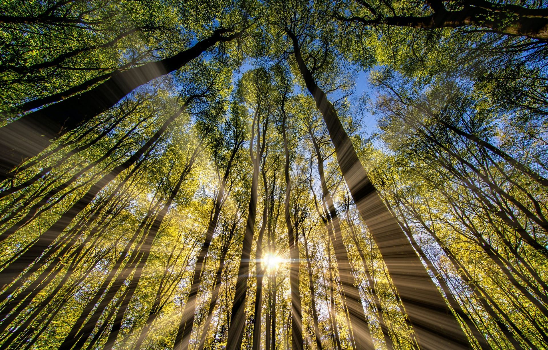 Provides Vitamin D (Image via Unsplash/ Eric Masur)